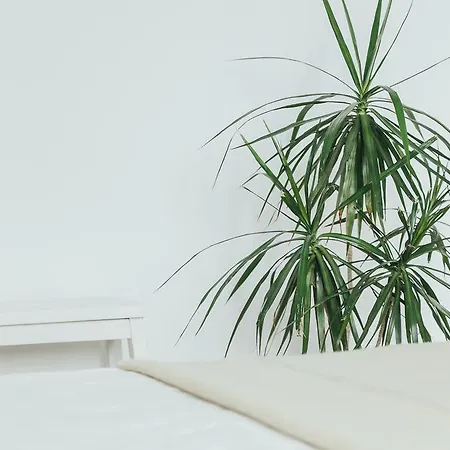 Chocolate Intercontinental *